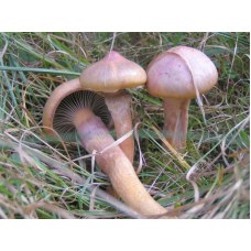 Мицелий Мокрухи пурпуровой / Мокруха слизистая (Chroogomphus rutilus) Мицелий Мокрухи пурпуровой / Мокруха слизистая (Chroogomphus rutilus)
